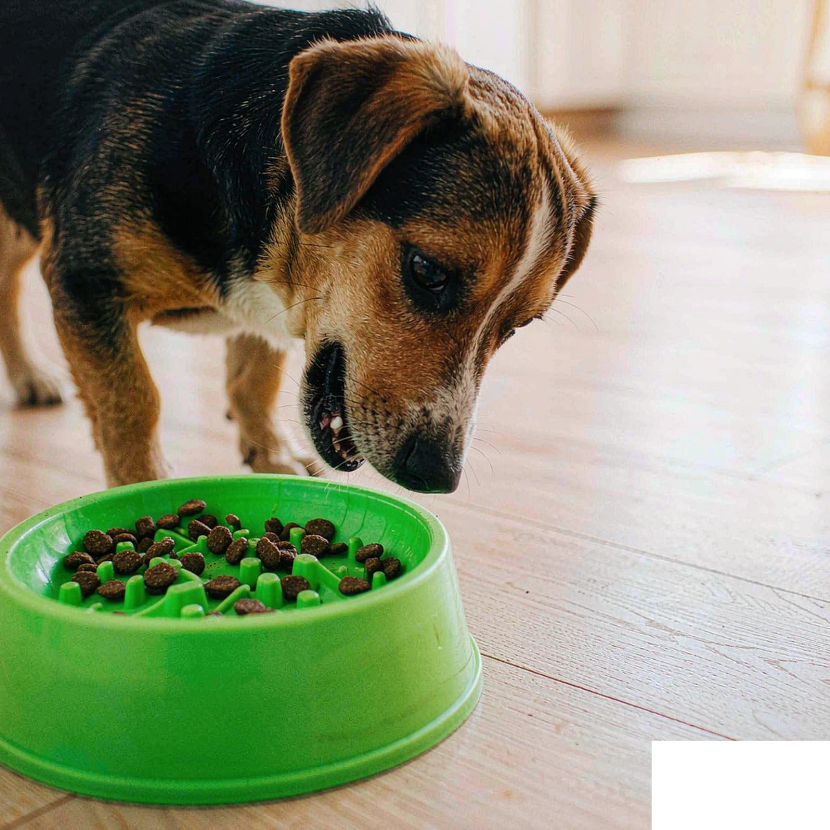 Slow Feeder Bowl for Dogs & Cats size reference | Pawluxia Pet Care Australia