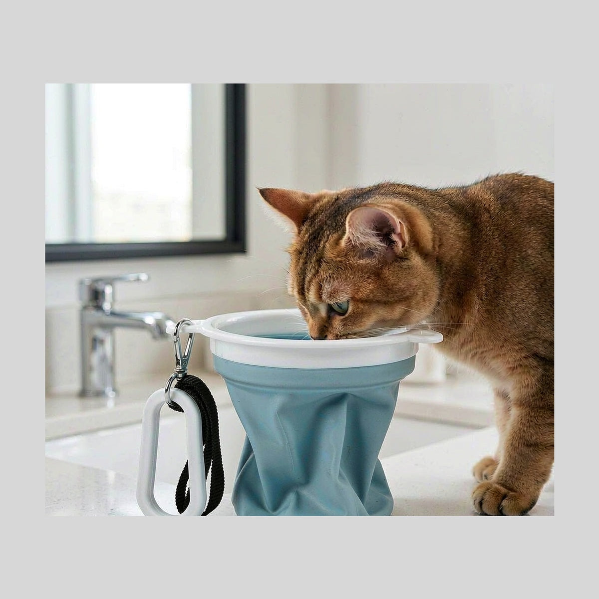 Pawluxia Collapsible Travel Bowl | Pawluxia Pet Care Australia